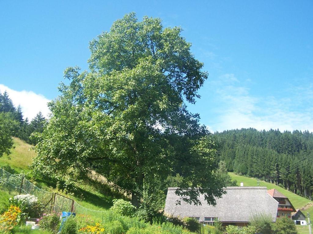 Gaestehaus Brigitte Schoch Bad Rippoldsau-Schapbach