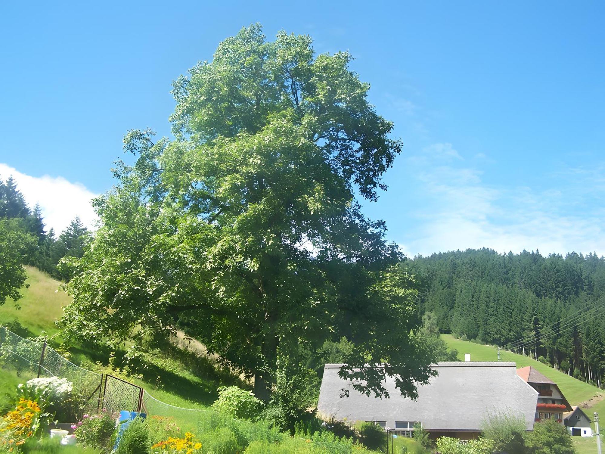 Gaestehaus Brigitte Schoch * Bad Rippoldsau-Schapbach